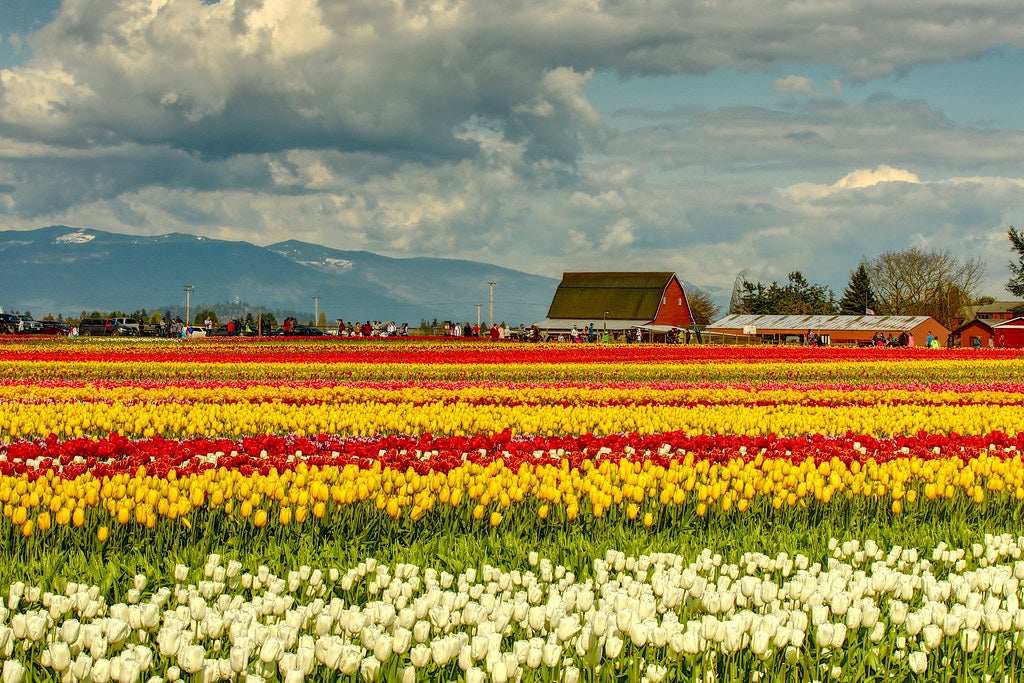 Skagit Valley