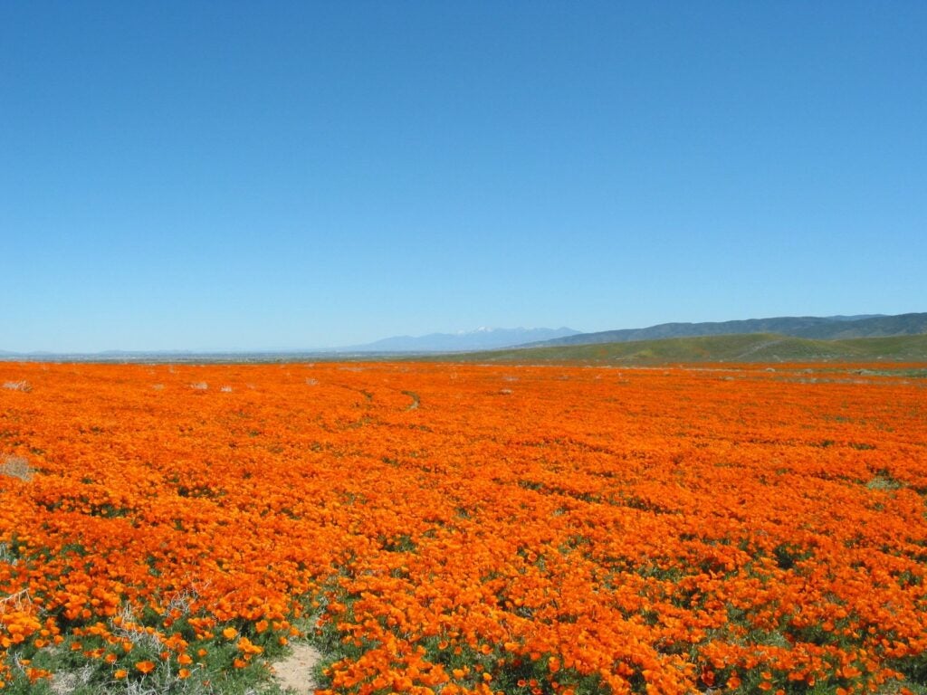 Antelope Valley, California