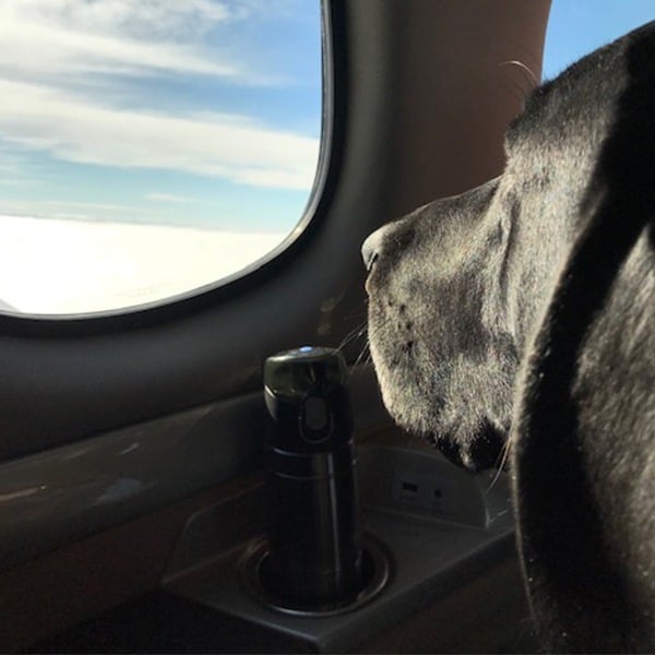 Roger the Dog